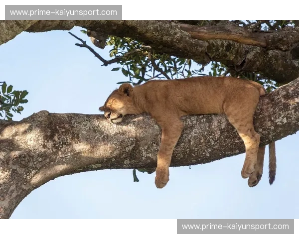 巅峰对决：丛林之王与雨林幽灵的宿命之战，谁才是猫科演化的终极答案？